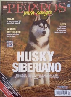 HUSKY SIBERIANO