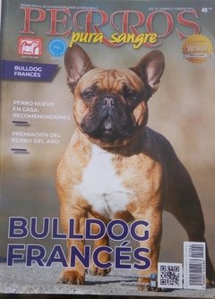 BULLDOG FRANCES FEB 2019