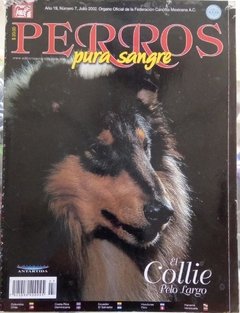 COLLIE PELO LARGO