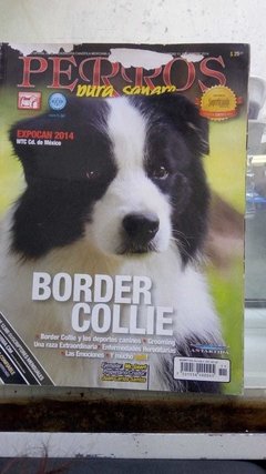 BORDER COLLIE NOV 2014