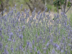 Jabon vegetal de Lavanda - tienda online