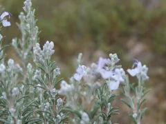 Sales de baño de Romero - comprar online