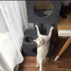 Cat tower Carmelo en internet