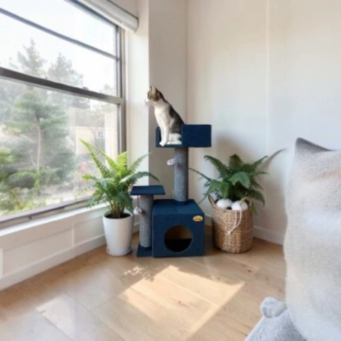 Cat tree -Cisco con Moises en internet