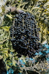 Acaí Agroecológico en Polvo x 60 Gr. ´´Primitiva´´ en internet