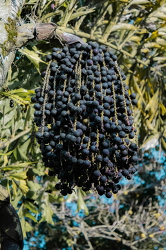 Acaí Agroecológico en Polvo x 60 Gr. ´´Primitiva´´ en internet