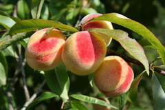 Durazno Blanco Orgánicos x Kg. (Variedad: Maria Bianca)