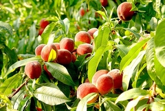 Duraznos Orgánicos x Kg (Variedad: Spring Crest)