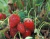 Frutillas Agroecológicas x Kg