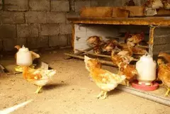 Huevos de Granja Agroecológica x Maple ´´Plumas Verdes´´ (Tamaño Chico) - comprar online