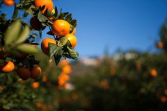 Mandarinas Organicas x Kg (Variedad: Okitzu - Sin Semilla)