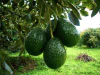 Palta Agroecológica x Kg. (Variedad: Silvestre) - Yuyupa