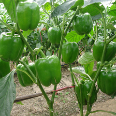 Pimiento Verde Orgánico