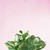 Succulent Simplicity on Pink V en internet