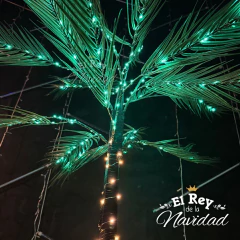 Imagen de Palmera Luminosa 1,80mts