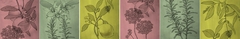 Banner de la categoría AROMAS