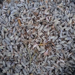 LAQHI AGAPANTHUS - comprar online