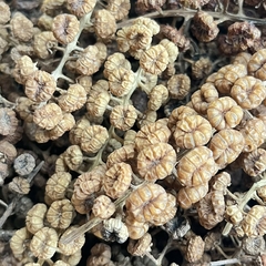 LAQHI LAGERSTROEMIA - comprar online