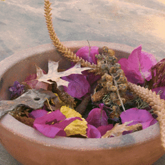 LAQHI AMPELOPSIS TRICUSPIDATA - tienda online