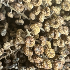 LAQHI LAVANDA en internet