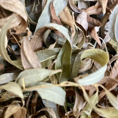 LAQHI ABUTILÓN