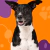 Alimentos para Perros
