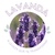 Imagem do Sabonete Natural Glicerinado Ubon Lavanda 100g