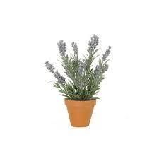 Planta de Romero