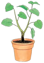 Productos de Huerta