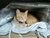 Gatitos