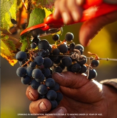 LUIGI BOSCA DE SANGRE CABERNET FRANC 750 cc - libare vinos
