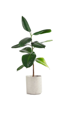 Ficus elastica