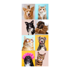 Adesivo Decorativo de Porta Pet Shop Veterinário Cachorro Gato Banho e Tosa - 2785mlpt na internet