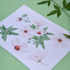 Lámina A4 - Pavonia Hastata