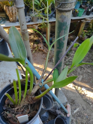 Eria stricta na internet