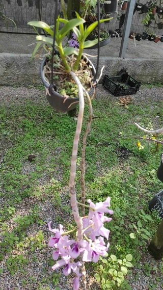 Dendrobium superbum (anosmum) na internet