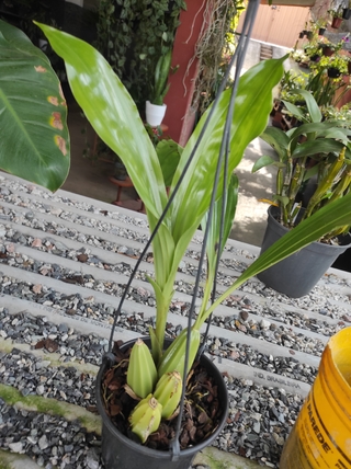 Gongora bufonia - loja online