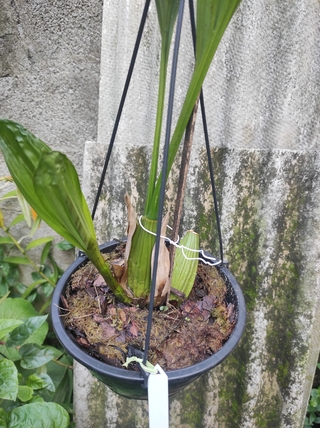 Coelogyne multiflora na internet