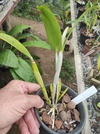 Cattleya aurantiaca miami - OrquideaShop