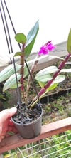 Dendrobium goldschmidtianum na internet