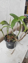 cattleya interglossa (amethistoglossa x intermedia ) - loja online