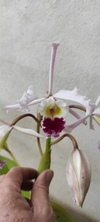 Laelia crispa tipo