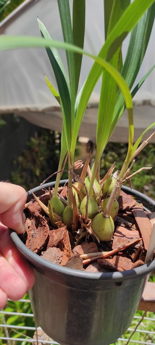 Coelia triptera - OrquideaShop