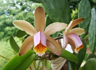 Cattleya forbesii - comprar online