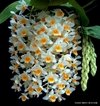 Dendrobium amabile - comprar online