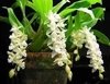 Pholidota chinensis - OrquideaShop
