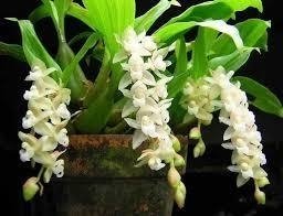 Pholidota chinensis - OrquideaShop
