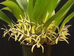 Maxillaria setigera