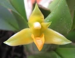 Maxillaria brasiliensis