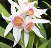 Thunia marshalliana - comprar online